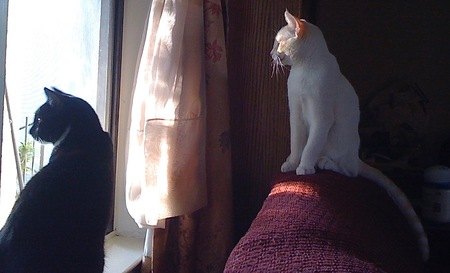 Entry image for Snowpea and Leo. Clicking this image will show a larger photo