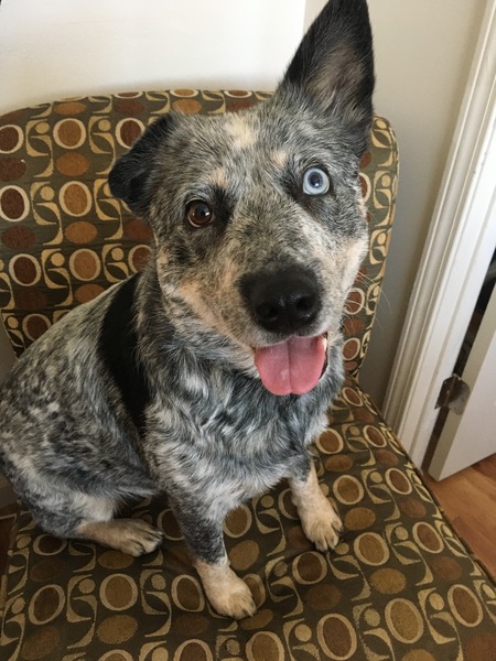 Entry image for Dixie . Clicking this image will show a larger photo