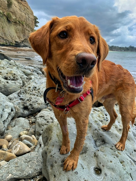 Entry image for Hunter. Clicking this image will show a larger photo