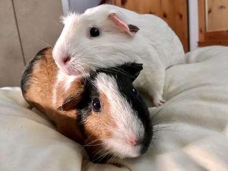Entry image for Mocha & Mochi. Clicking this image will show a larger photo