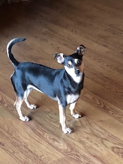 Entry image for Raspberry (Razz). Clicking this image will show a larger photo