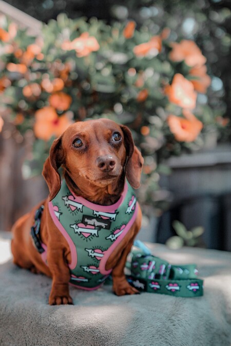 Entry image for Canela. Clicking this image will show a larger photo