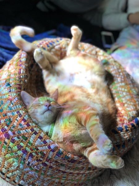 Entry image for Pickles. Clicking this image will show a larger photo