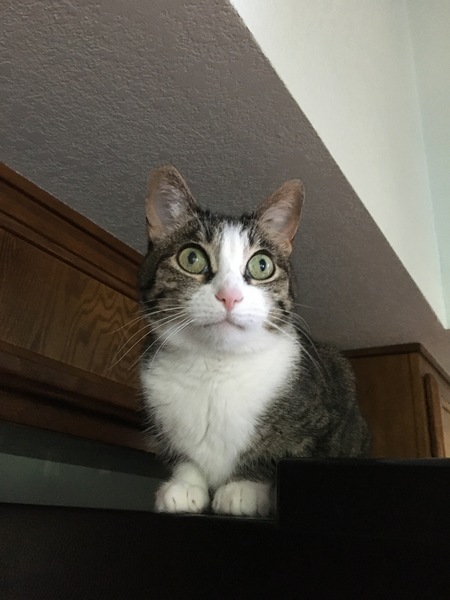 Entry image for Tippie. Clicking this image will show a larger photo