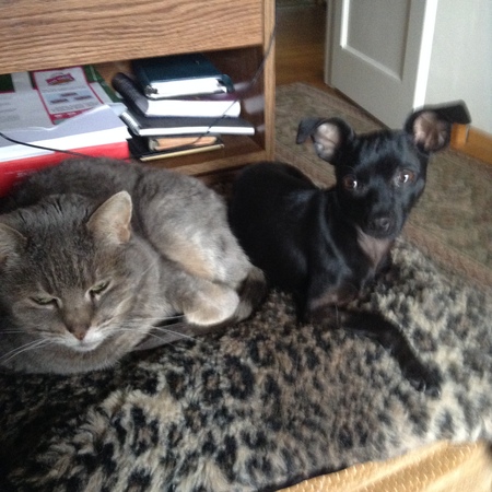 Entry image for Lil (chihuahua)  Desdemona (cat). Clicking this image will show a larger photo