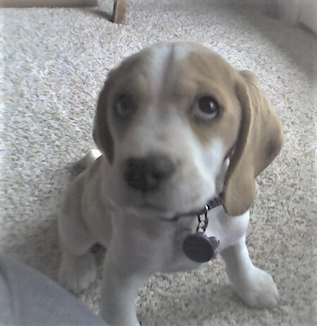 Entry image for Daisy. Clicking this image will show a larger photo
