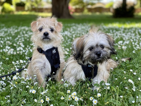 Entry image for Rey Rey & Chewie. Clicking this image will show a larger photo