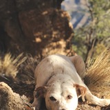 Entry image for Delilah 