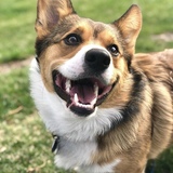 Entry image for Locutus of Corg