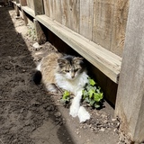 Entry image for Lily
