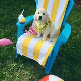 Entry image for Doug