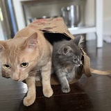 Entry image for DAS Alum Butterbee with DAS foster sister ChiChi