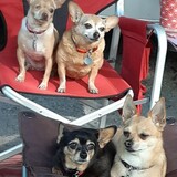 Entry image for Penny, Chica, Millie, Wiggles