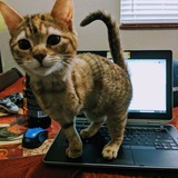 Entry image for Miss Penny Cat