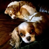 Entry image for Chanel and Skippy