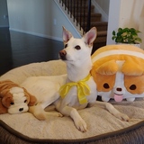 Entry image for Honey