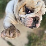 Entry image for Gus