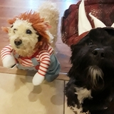 Entry image for Bear & Basil