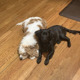 Entry image for Sir Orey Waffles (black) & Artie (white)