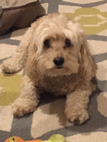 Entry image for Ernie . Clicking this image will show a larger photo