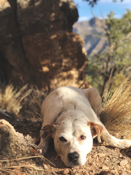 Entry image for Delilah . Clicking this image will show a larger photo