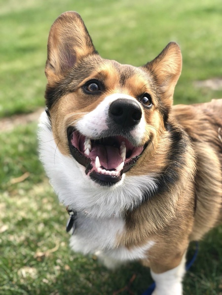 Entry image for Locutus of Corg. Clicking this image will show a larger photo