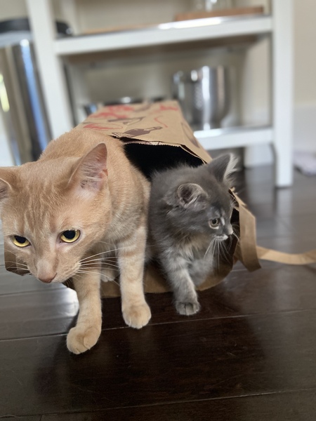 Entry image for DAS Alum Butterbee with DAS foster sister ChiChi. Clicking this image will show a larger photo