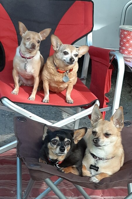 Entry image for Penny, Chica, Millie, Wiggles. Clicking this image will show a larger photo