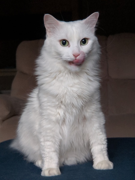Entry image for Iggy. Clicking this image will show a larger photo
