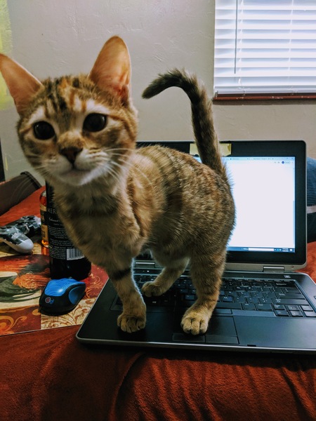 Entry image for Miss Penny Cat. Clicking this image will show a larger photo