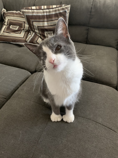 Entry image for Biscuit. Clicking this image will show a larger photo