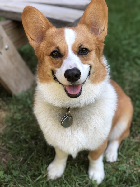 Entry image for Lucky. Clicking this image will show a larger photo