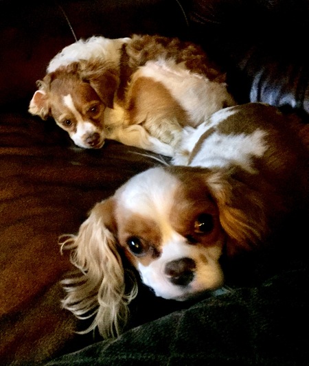 Entry image for Chanel and Skippy. Clicking this image will show a larger photo