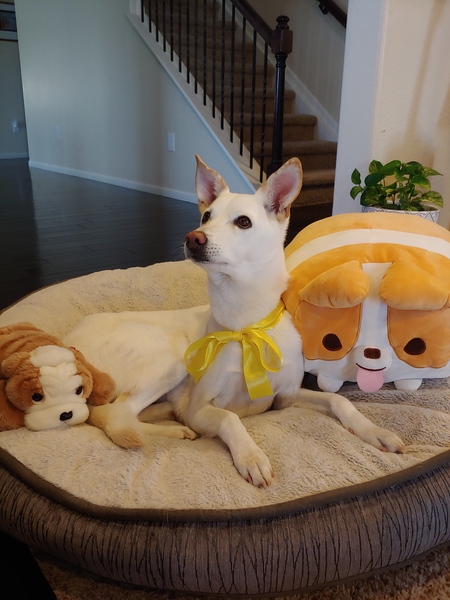Entry image for Honey. Clicking this image will show a larger photo