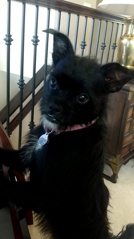 Entry image for Pixie. Clicking this image will show a larger photo