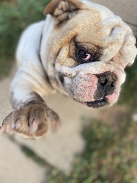 Entry image for Gus. Clicking this image will show a larger photo