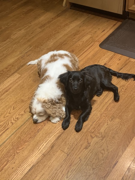 Entry image for Sir Orey Waffles (black) & Artie (white). Clicking this image will show a larger photo