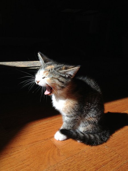 Caught in Mid-Yawn
