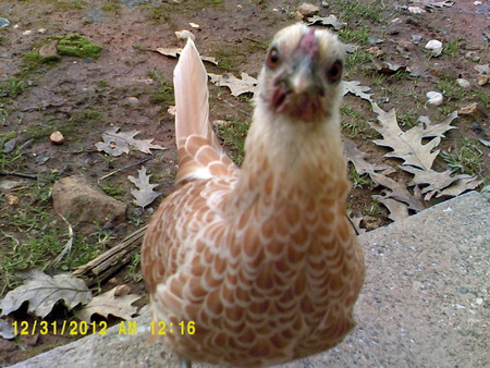 Peanut