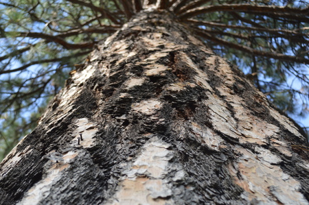 Spider Tree