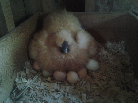 protective silkie