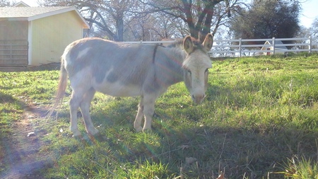 Clarabelle