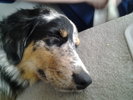 Buddy