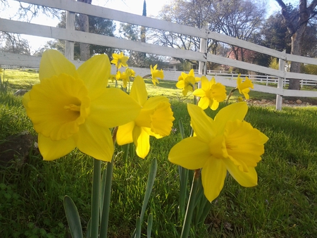 daffodils