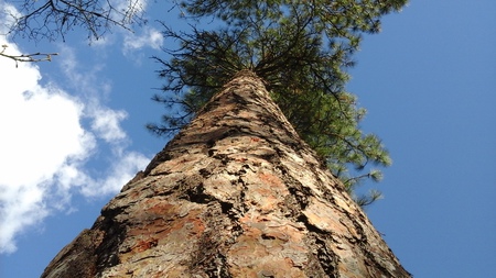 Pine Tree