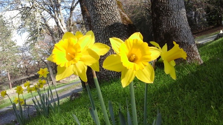 Daffodils