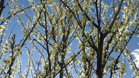 Plum Tree Blossoms
