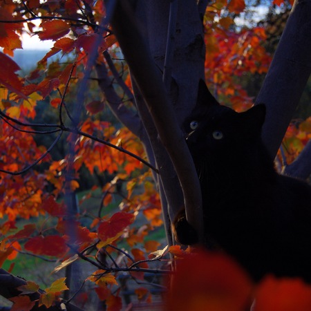 Shadow