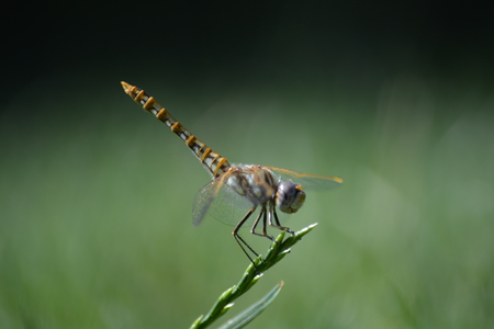 Damsel fly