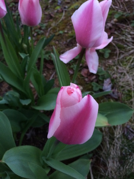 Spring Tulips